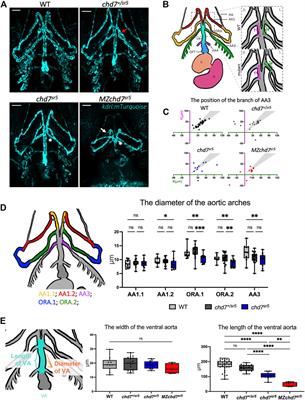 Craniofacial and cardiac defects in chd7 zebrafish mutants mimic CHARGE syndrome